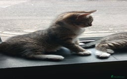 Mixed Breed cats for sale: 3 ADORABLE STRIPEY FURBALLS  - Image 10