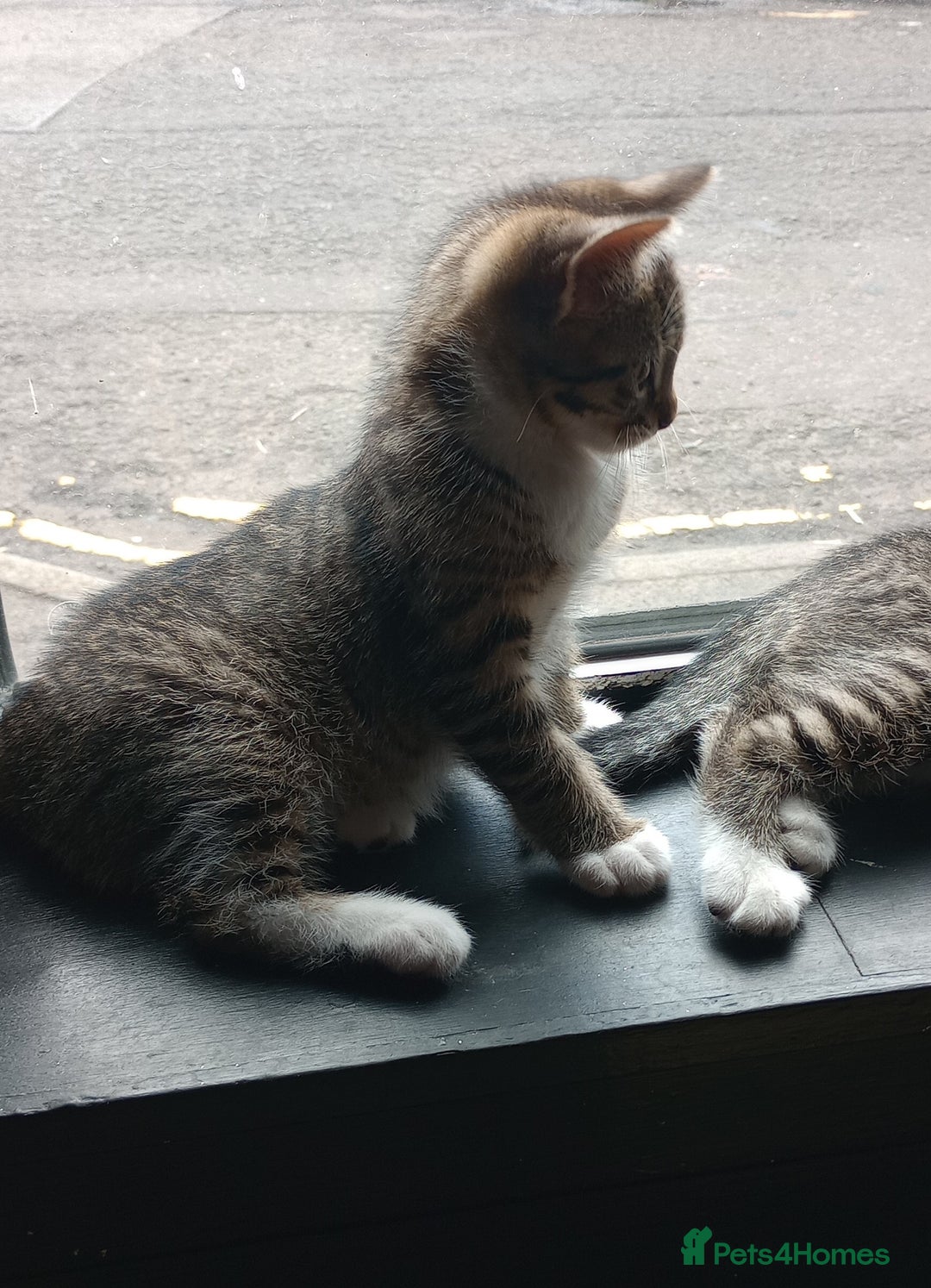 Mixed Breed cats for sale: 3 ADORABLE STRIPEY FURBALLS  - Image 10