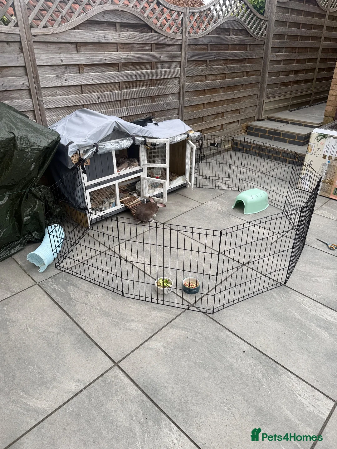 Mixed Breed rabbits for sale: lop mixed rabbit (hop) in Sawbridgeworth - Advert 5