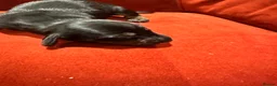 Miniature Dachshund dogs for sale: 7 gorgeous  dapple & isabella grey mini dachsunds  - Advert 7
