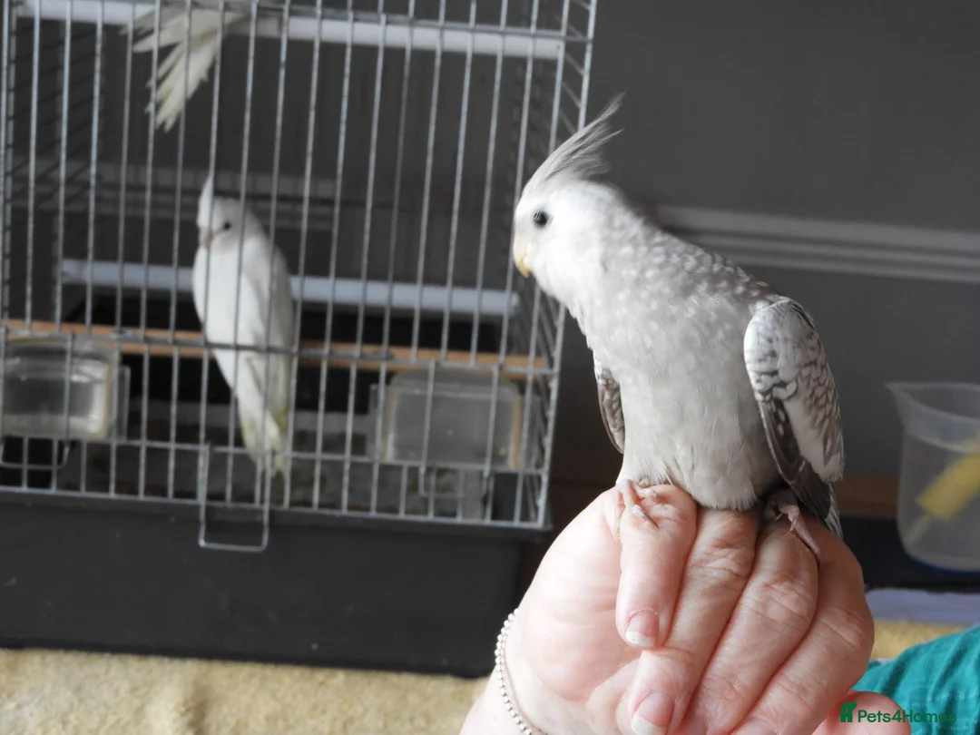 Cockatiels birds for sale: Hand Reared Cockatiels White Face and albino  - Advert 6