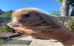 Mini Lop rabbits for sale: Mini Lops ready now - Image 2
