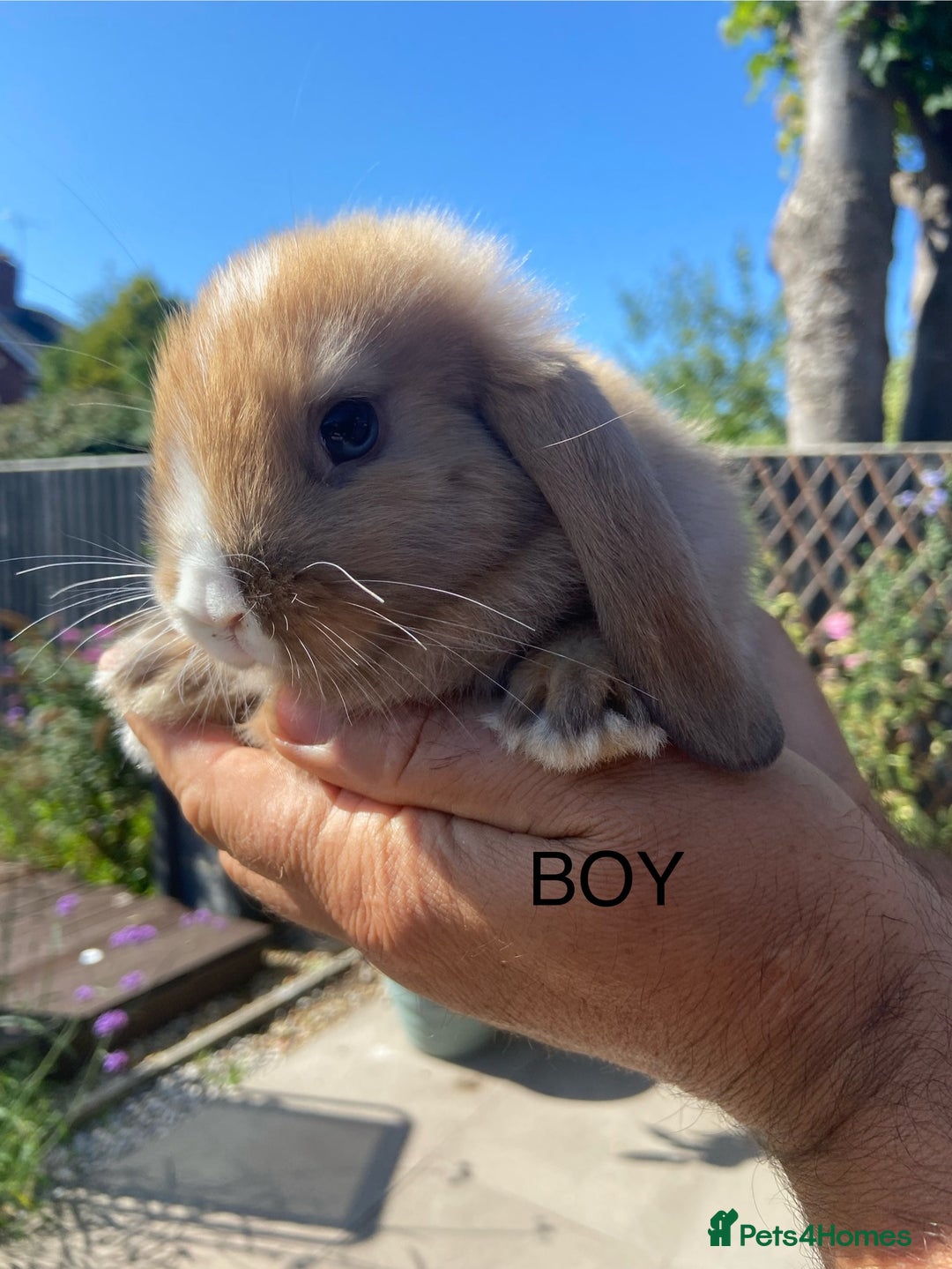 Mini Lop rabbits for sale: Mini Lops ready now - Image 2