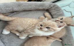 British Shorthair cats for sale: 3 LEFT - TICA BRITISH SHORTHAIRED KITTENS - Image 1