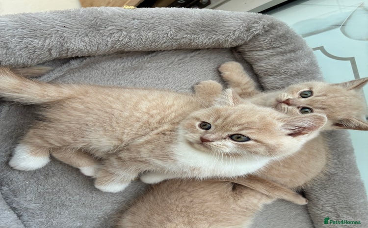 British Shorthair cats - Advert 6