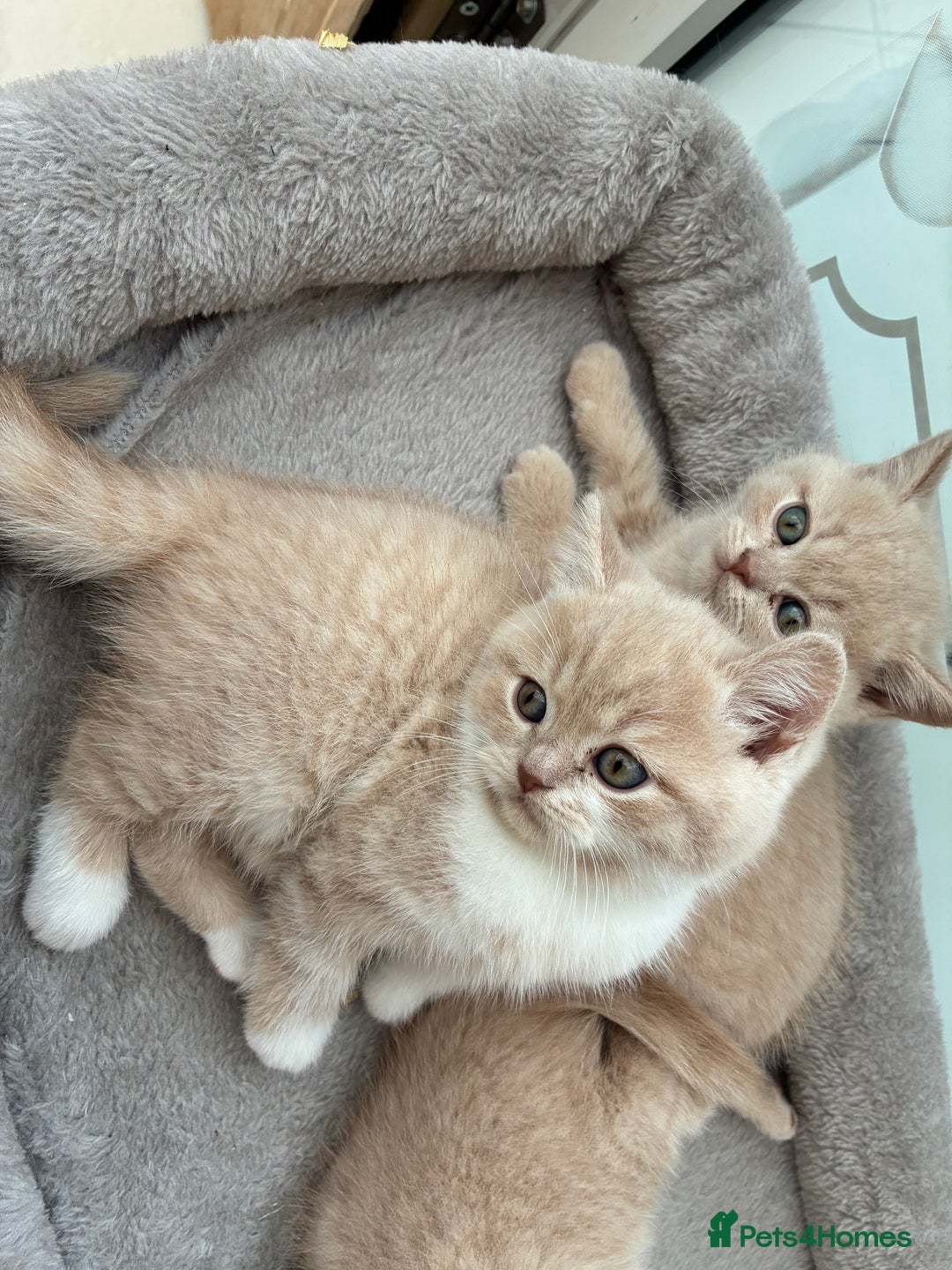 British Shorthair cats for sale: 3 LEFT - TICA BRITISH SHORTHAIRED KITTENS - Image 1