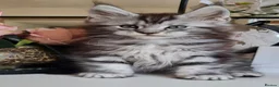 Maine Coon cats for sale: GCCF REGISTERED MAINE COON KITTENS - Advert 4