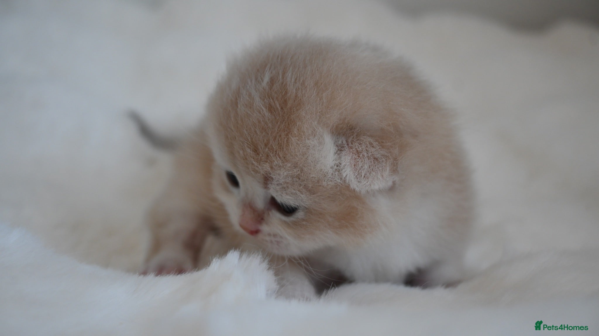 British Shorthair cats BSH Golden kittens Ecx show quality, Tica reg  - Advert 2