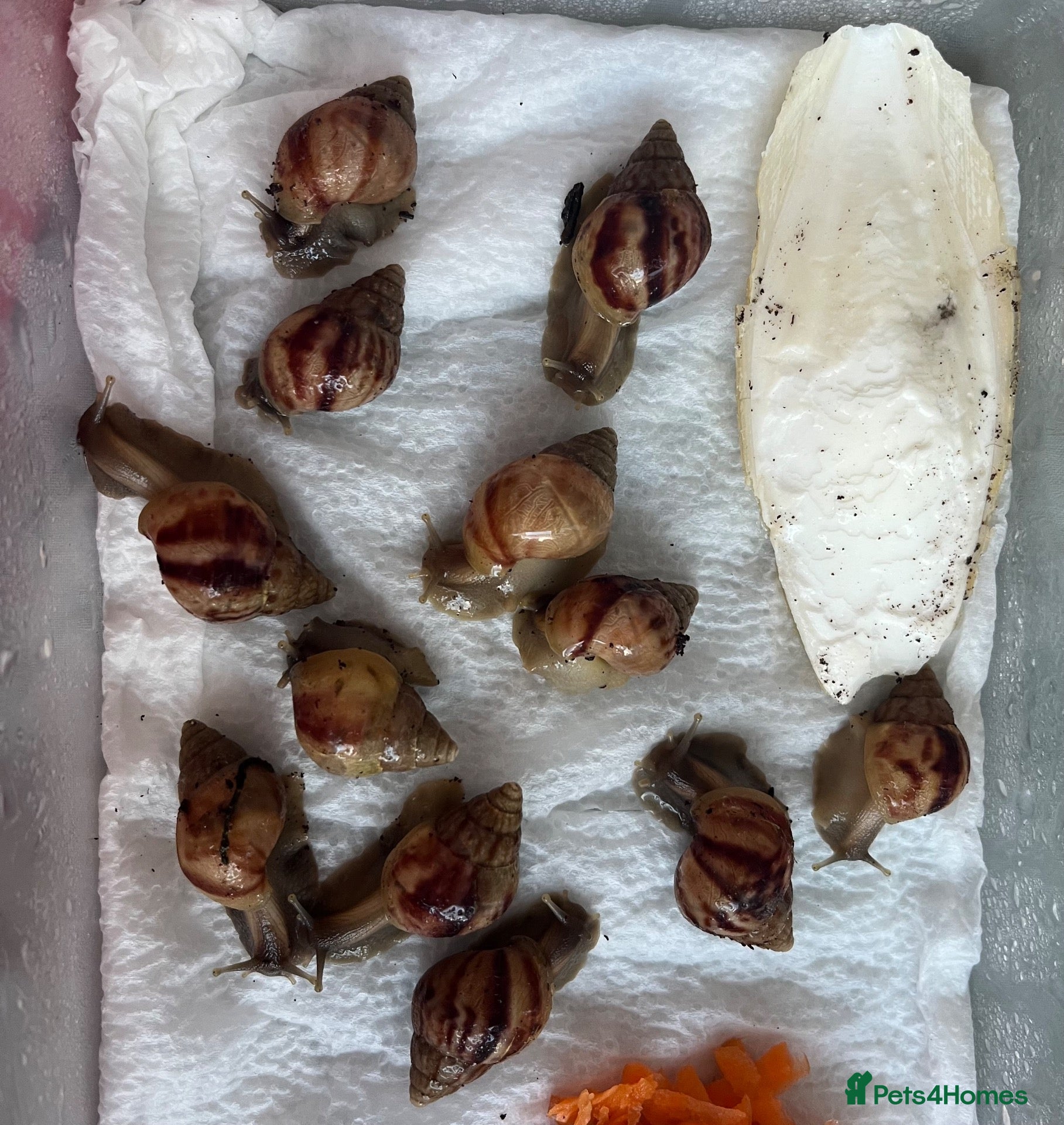 Snails invertebrates Baby giant African land snails (2 for £5) - Advert 11