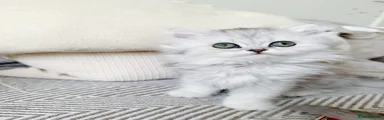 British longhair Kitten 1 - Freya