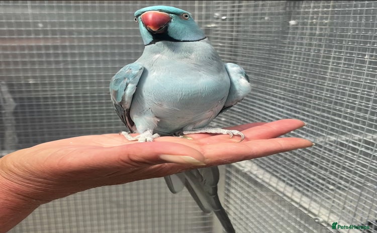 Ringnecks birds - Advert 13