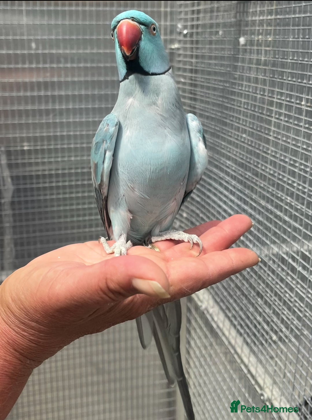 Ringnecks birds for sale: Blue Ringneck Male - Image 1