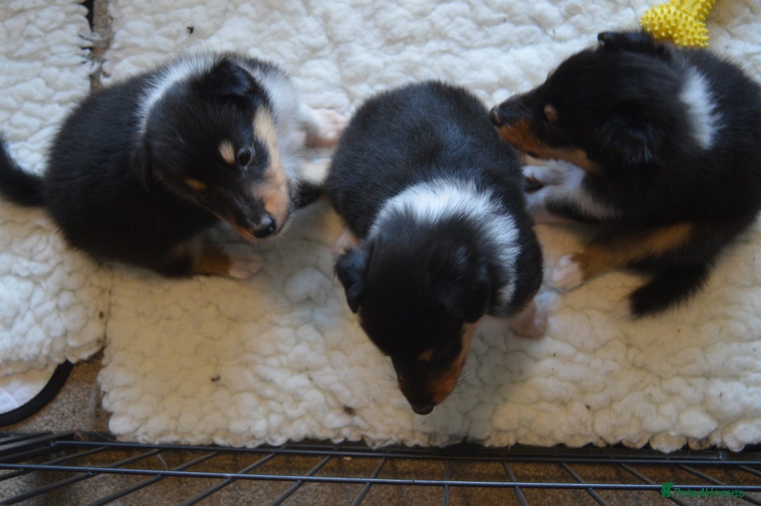Rough Collie dogs for sale: Rough Collie Puppies - Advert 13