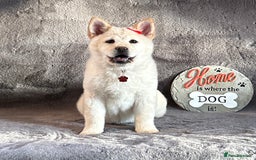 Mixed Breed dogs for sale: Stunning chowsky puppies for sale  - Image 19