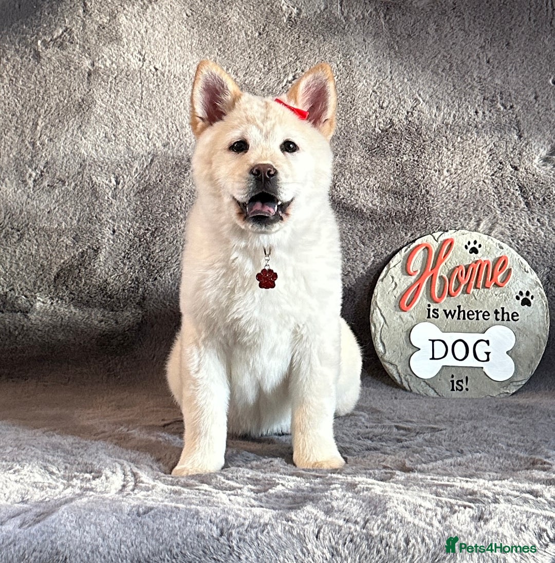 Mixed Breed dogs for sale: Stunning chowsky puppies for sale  - Image 19