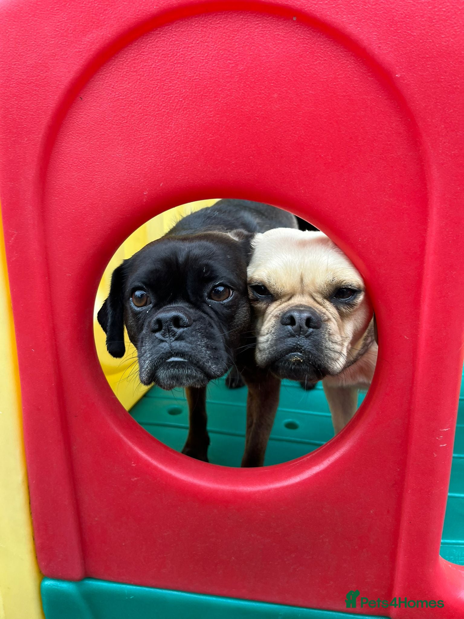 Mixed Breed dogs 💙FRED &❤️WILMA – A Bonded Pair Of Puggles  - Advert 12
