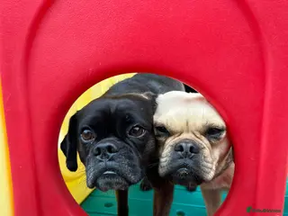 Mixed Breed dogs 💙FRED &❤️WILMA – A Bonded Pair Of Puggles - Advert 12