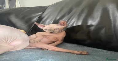 Sphynx cats - Advert 3