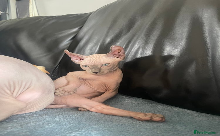 Sphynx cats - Advert 3
