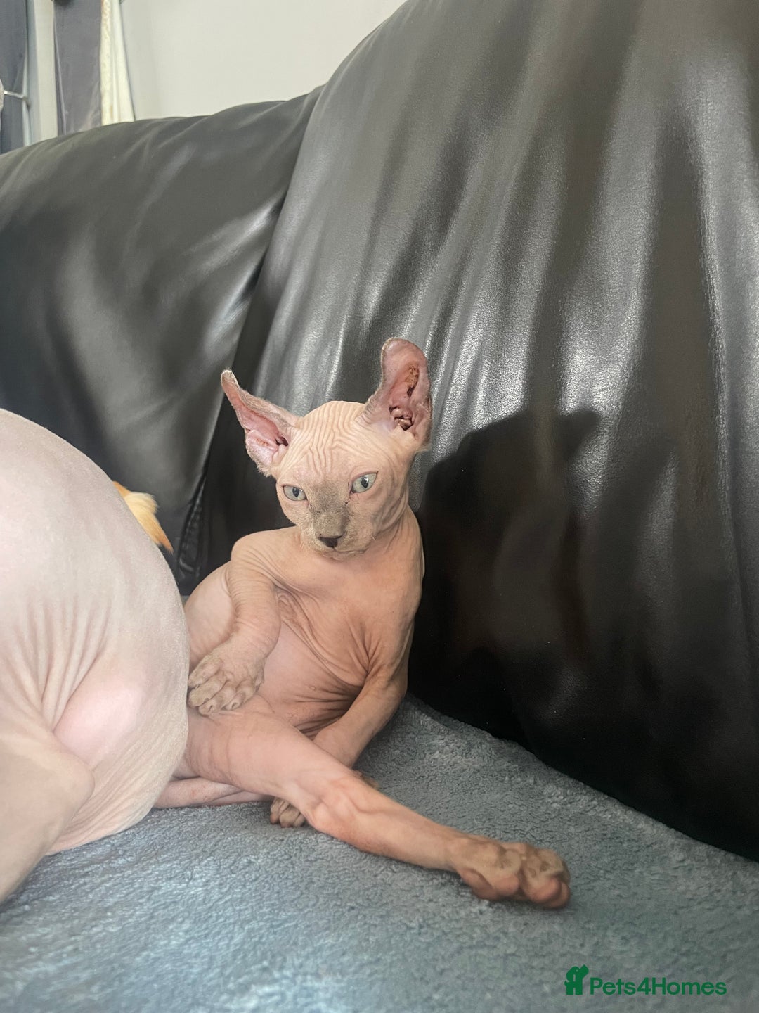 Sphynx cats for sale: Pedigree Sphynx kittens LAST BOY READY NOW - Image 3