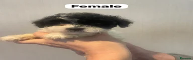 Shihpoo 7