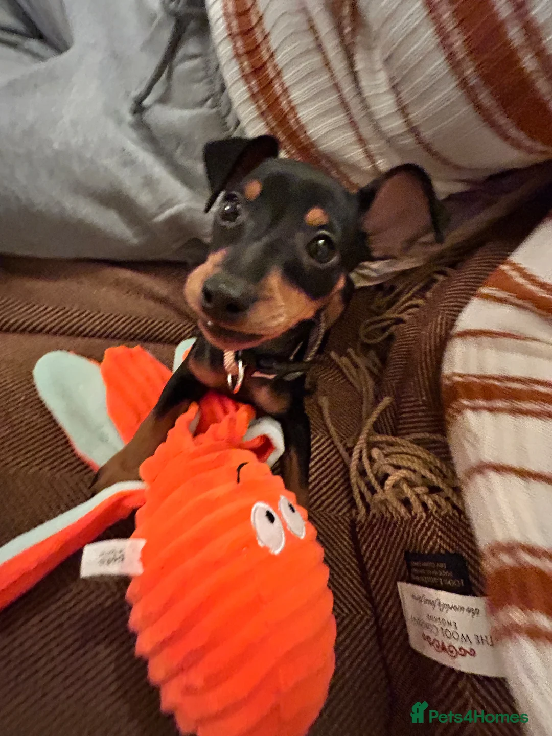 Miniature Pinscher dogs for sale: Miniature Pinscher for Sale - Advert 1