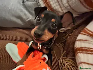 Miniature Pinscher dogs Miniature Pinscher for Sale - Advert 13