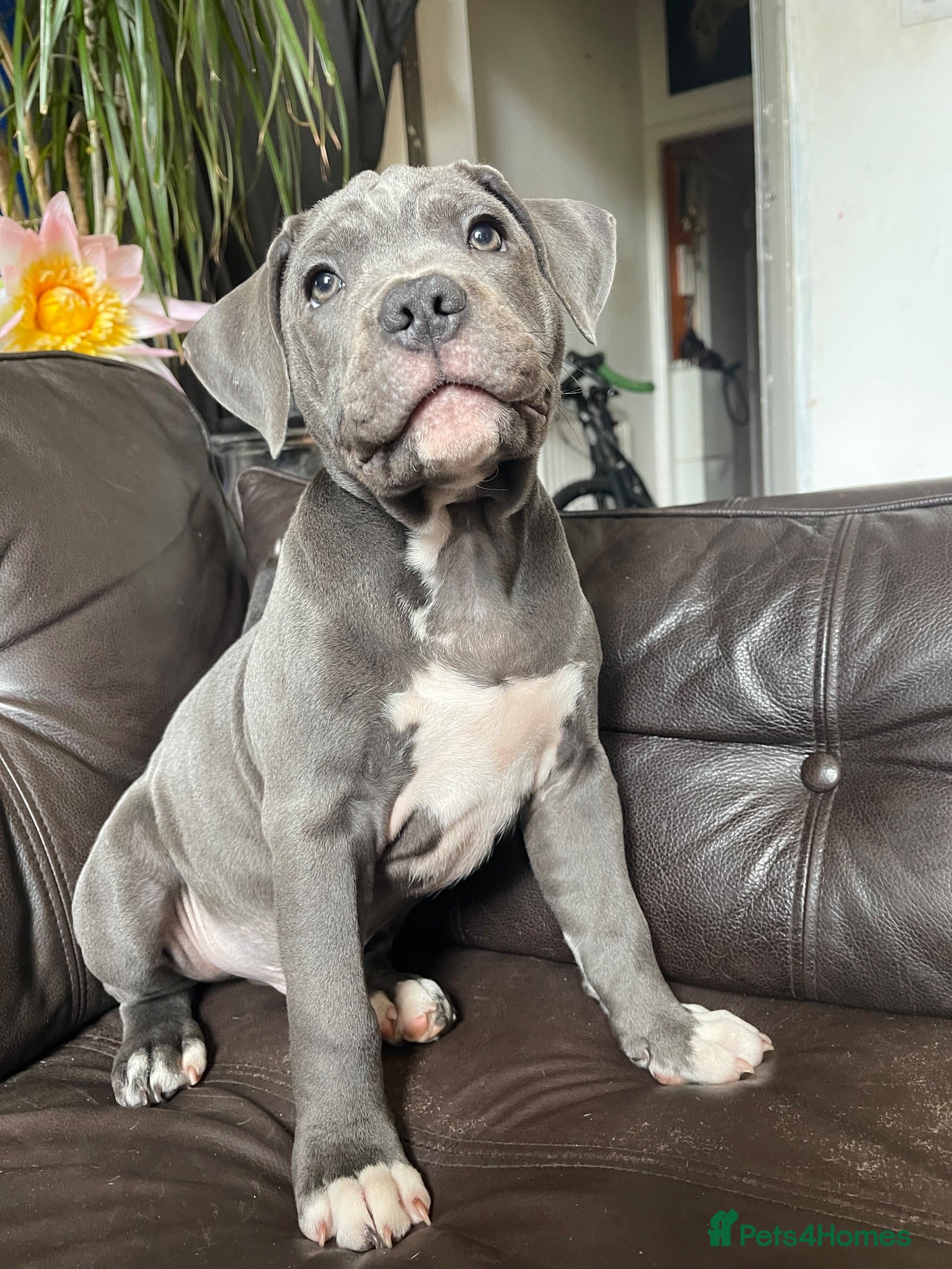 Mixed Breed dogs Puppy Victorian Bulldog × Staffy. - Advert 5