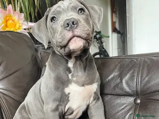 Mixed Breed dogs Puppy Victorian Bulldog × Staffy. - Advert 5