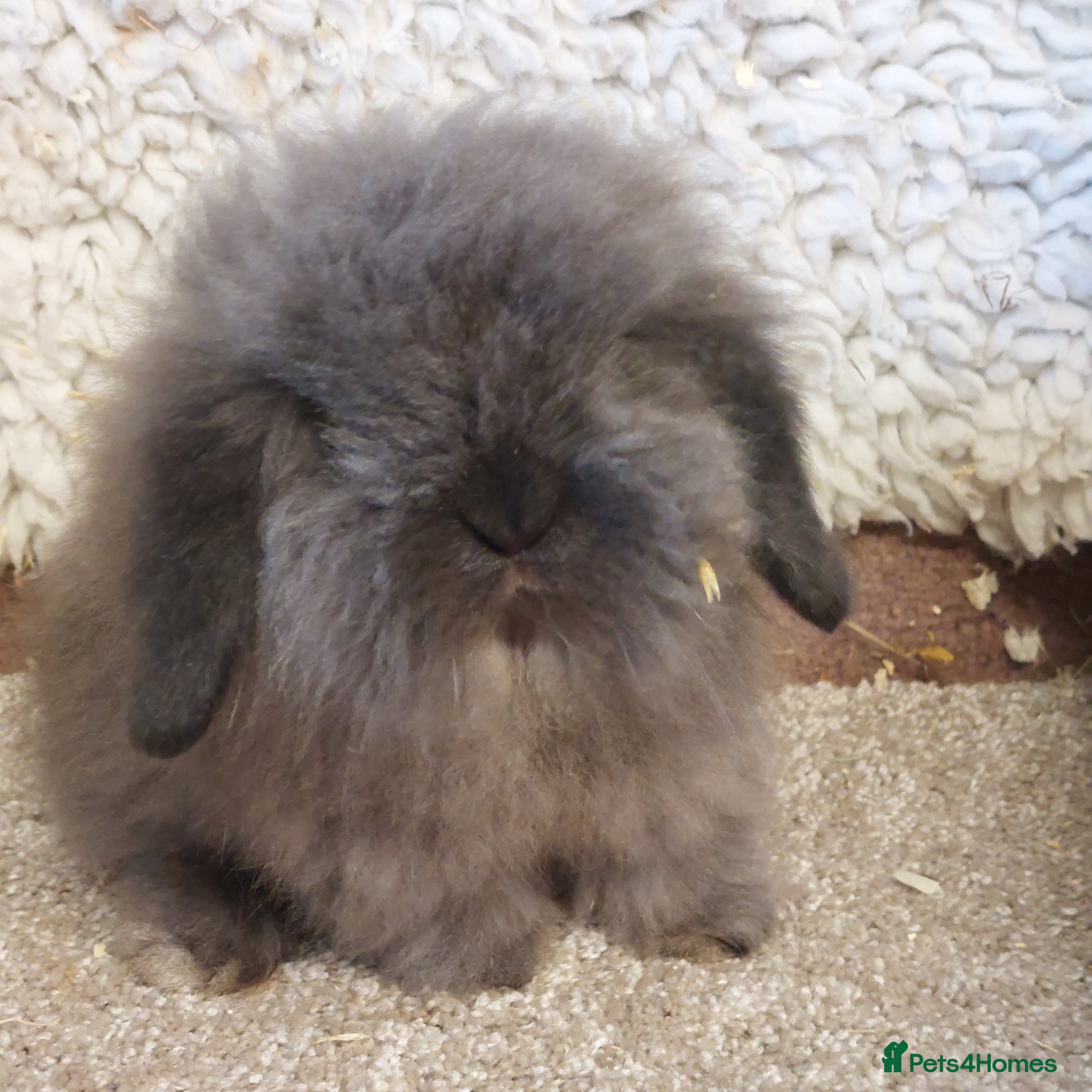 Mini Lop rabbits  2  boys LEFT mini lionlop babys ready to reserve  - Advert 23