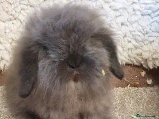 Mini Lop rabbits 2 boys LEFT mini lionlop babys ready to reserve - Advert 23