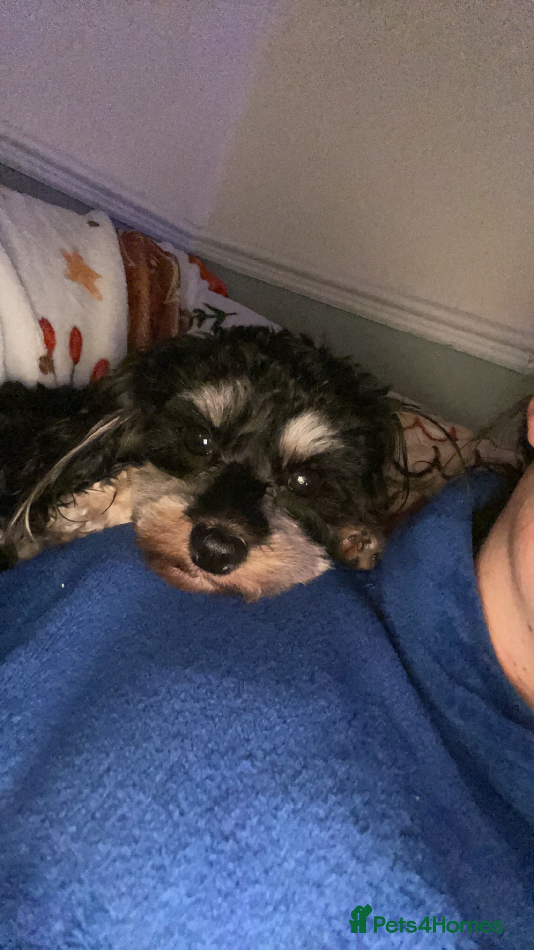 Miniature Poodle dogs for stud: Miniature cavapoo  - Image 2