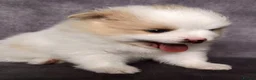 Pomeranian dogs for sale: Beautiful Pomeranian Puppies – Harrow in Harrow - Advert 6