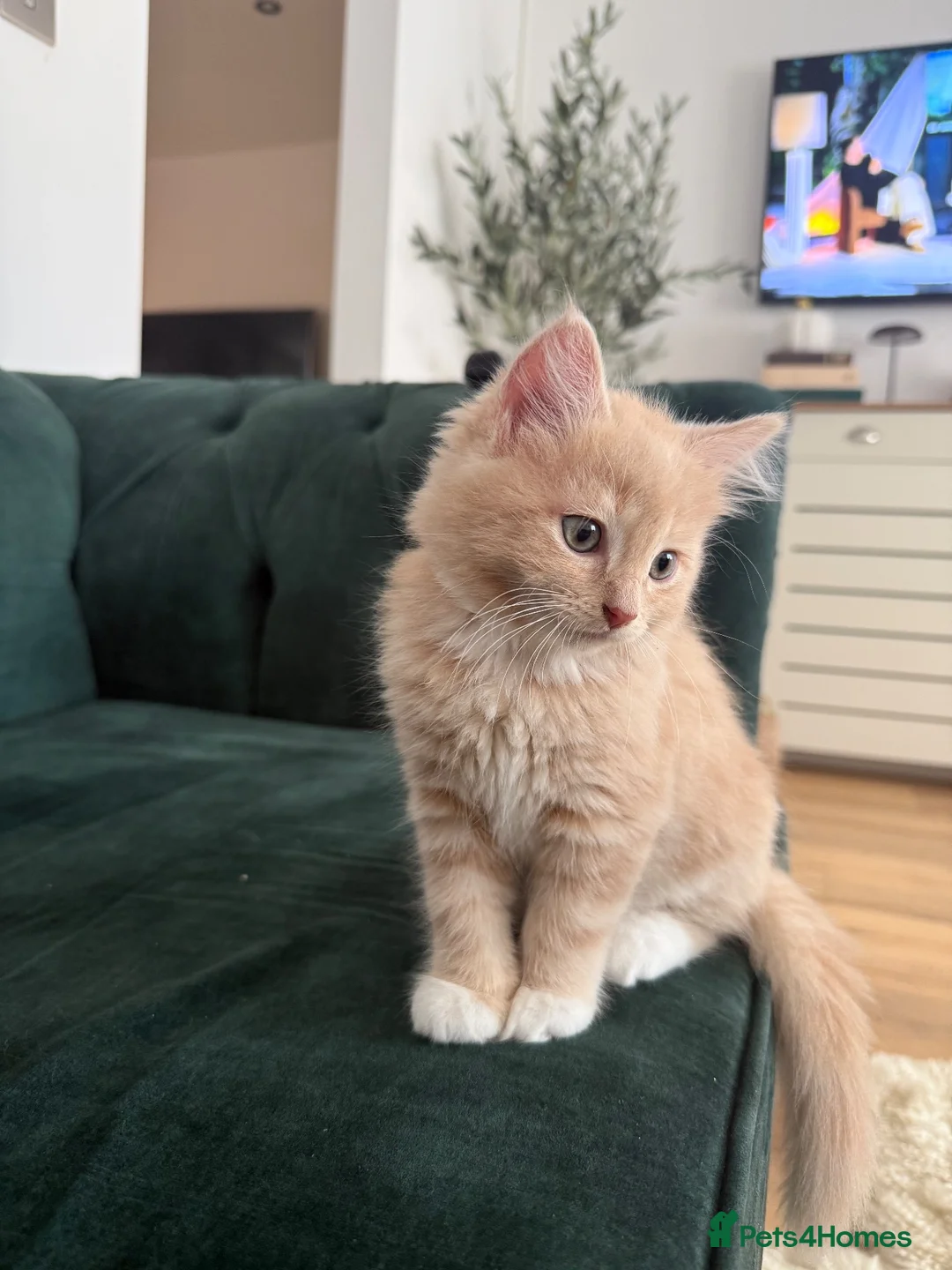 Ragdoll cats for sale: Ragdoll/ British mixed boy  in Lincoln - Advert 1