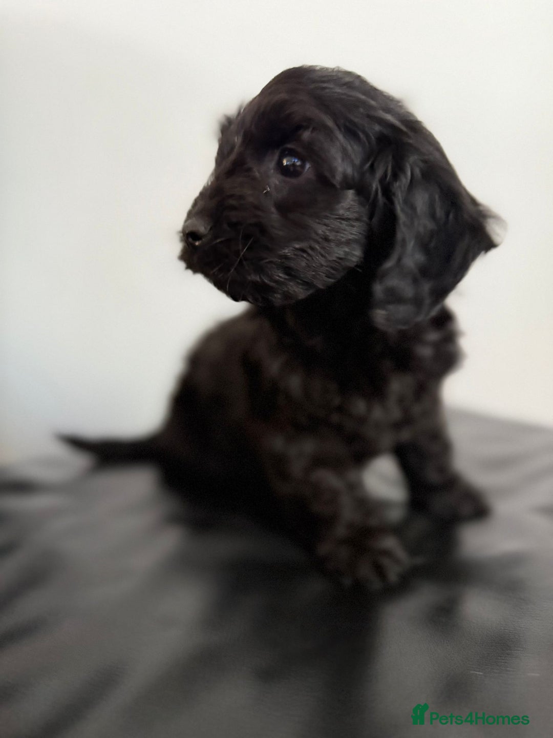 Cockapoo dogs for sale: Adorable Cockapoos - Advert 6