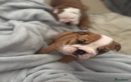 English Bulldog dogs for sale: 2 Beautiful Red & White English Bulldogs - Image 20