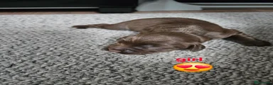 Sprocker 7