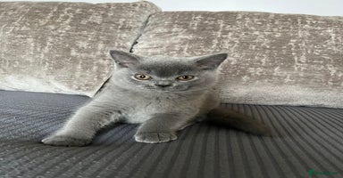 British Shorthair cats - Advert 9