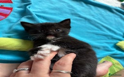 Ragdoll cats for sale: Ragdoll Cross Kittens for sale  - Image 4