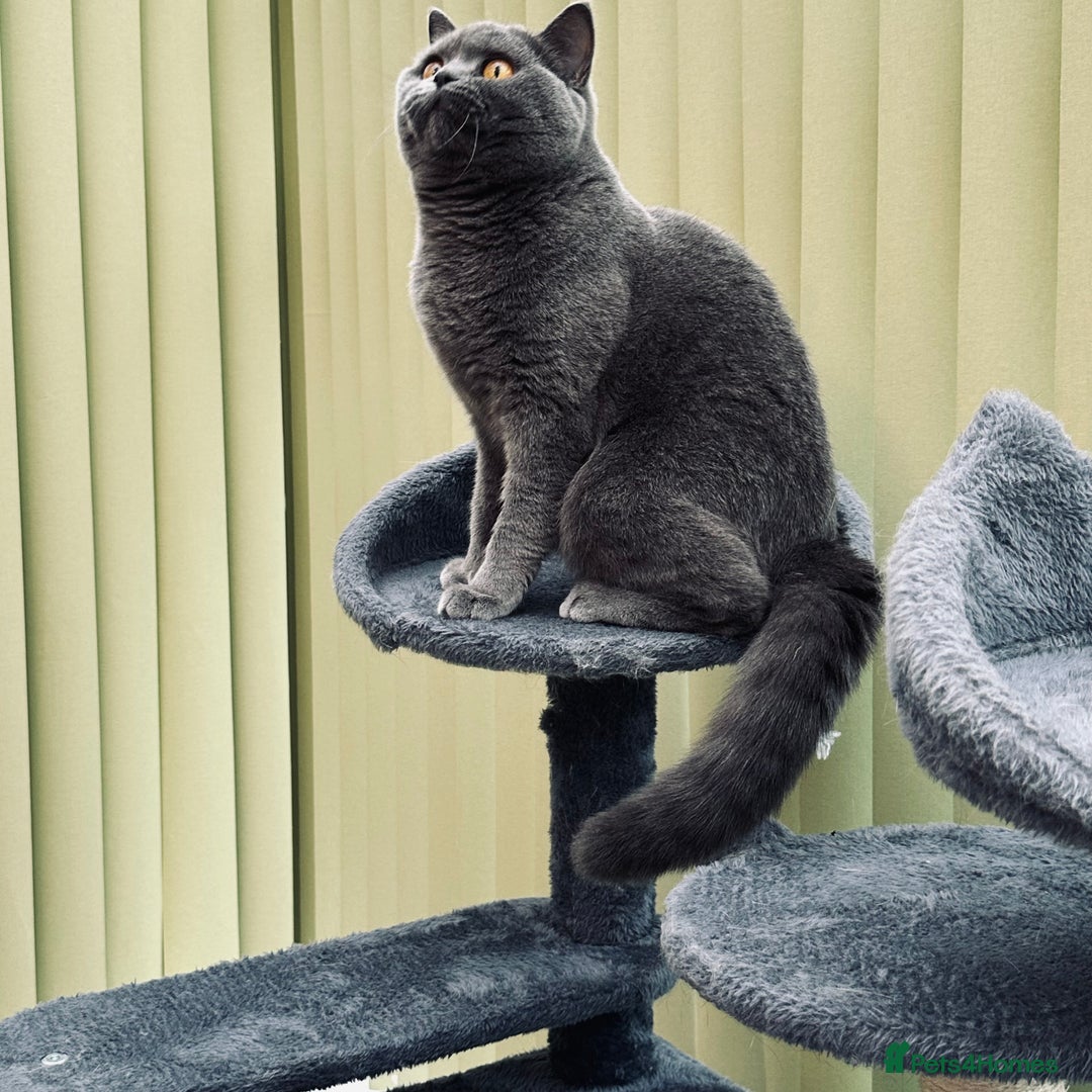 British Shorthair cats for sale: Beautiful Blue Girl  - Advert 5