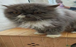 Persian cats for sale: Persian boy and girl  - Image 6