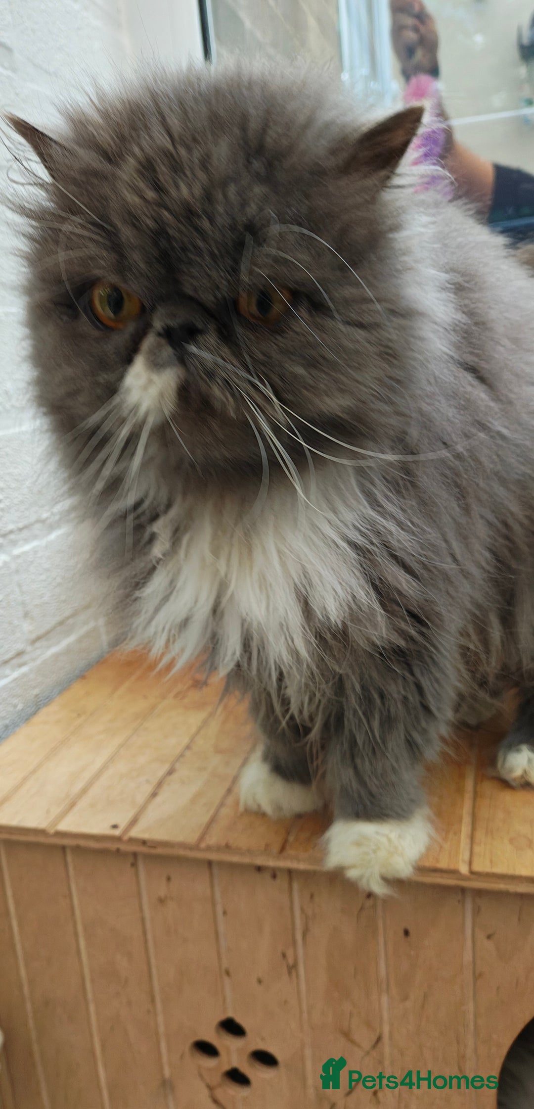 Persian cats for sale: Persian boy and girl  - Image 6