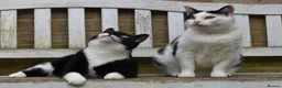Domestic Shorthair cats for sale: Mouse - looking for her retirement home - Advert 8