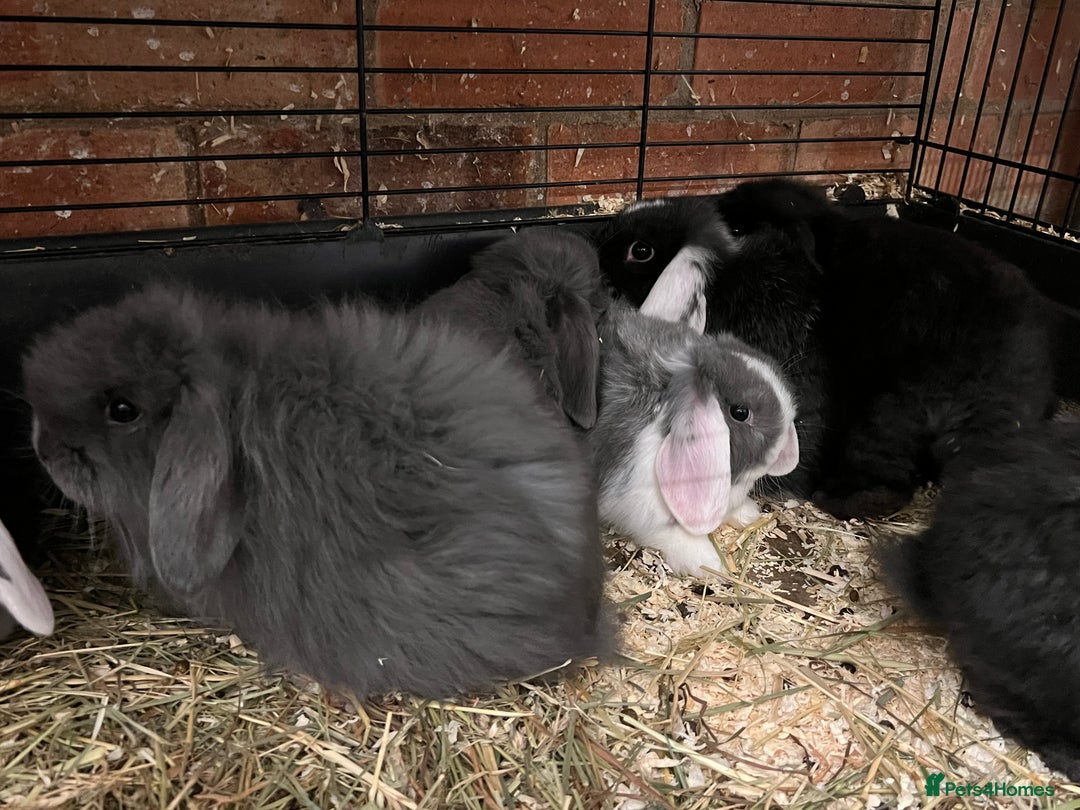 Mini Lop rabbits for sale: Fabulous Super Friendly Mini Lops - Advert 2