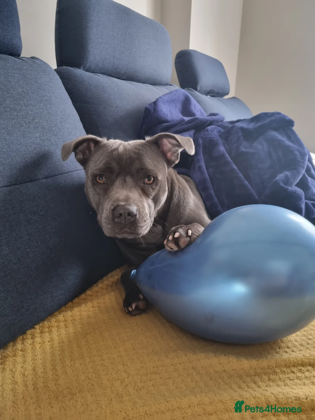 Staffordshire Bull Terrier dogs for sale: Staffordshire bull terrier blue-white - Advert 21