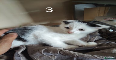 Mixed Breed cats - Advert 16