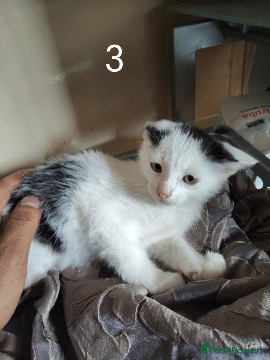 Mixed Breed cats for sale: Kitten for sale(20£) - Image 3