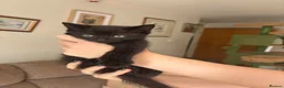 Mixed Breed cats for sale: Lovely kittens looking for lovely homes  - Advert 2