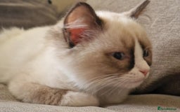 Ragdoll cats for sale: GRAND Champion European Line kittens.FULL PEDIGREE - Image 14