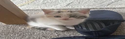Mixed Breed cats for sale: Persian Cross Kittens 🐾🩵🩵🩵🩷 - Advert 9